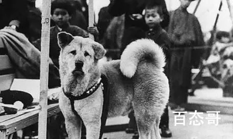 中国版《忠犬八公》现实中有原型吗
