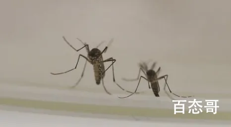 美国将释放数百万只转基因蚊子 科