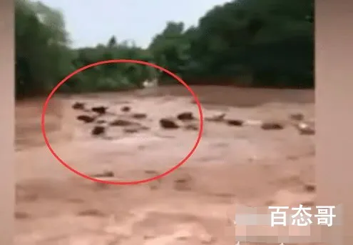 村民十几头牛在台风中被洪水冲走 