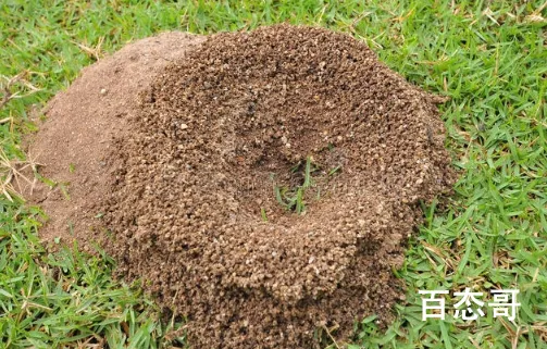 红火蚁扩散至12省 被红火蚁咬过需要及时处理