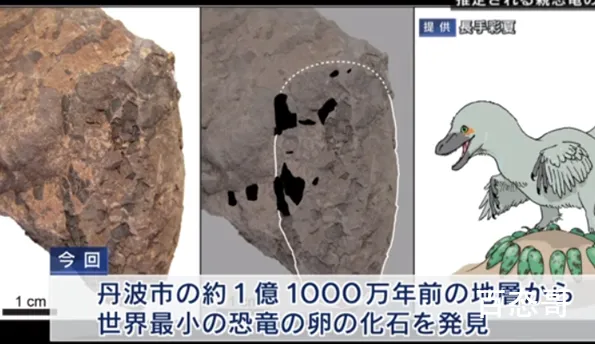 日本发现最小恐龙蛋化石 这枚恐龙