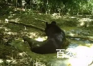 重庆拍到黑熊一家三口林中漫步 背