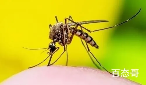 超过40℃蚊子将停止吸血活动 这天