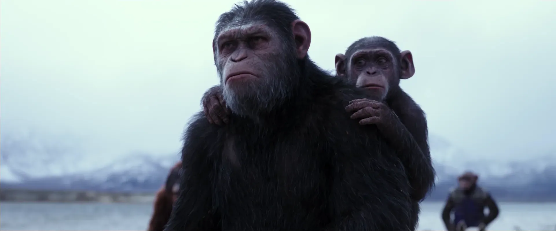 《猩球崛起3》IMAX版海报曝光，人猿