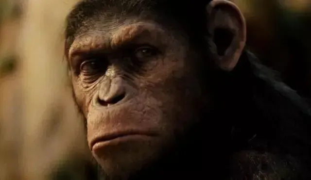 周黎明|这些“猩猩”不知打了多少鲜肉小花的脸